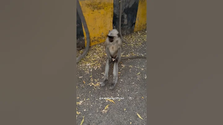 Feeding Food To Monkeys (Kapi Sena)🐵🐒 #shorts #monkey #bandar #feeding #viral #monkeyvideo #funny