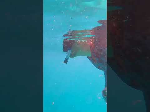 Video: Pob jellyfish sting on purpose?