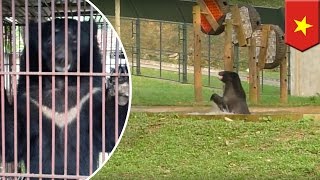 Animal rescue: happy bear rescued from cruel bear bile farm in Vietnam - TomoNews