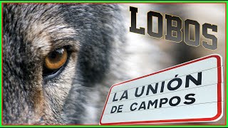 ✅ LOBOS en La Unión De Campos ESPECTACULARES