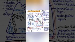 LUNG🫁(very very important for NEET🚨)|#quick learning|#biology|#educational shorts|