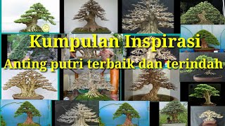 Tanaman Bonsai Anting Putri Program Akar Bogel Belah Batang Prospek