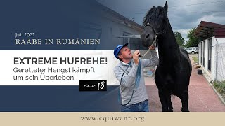 Raabe in Rumaenien, Folge 18 – Die Hufbearbeitung, gleich zwei Pferde leiden unter extremer Hufrehe