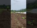 Happy melons in the rainplants farming planting melon homestead garden shorts