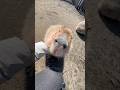 Dog-like Capybara🐶 犬のようにお利口なカピバラ　#capybara #cuteanimals