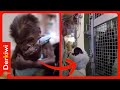 Gorilla-Mama sieht ihr Baby wieder