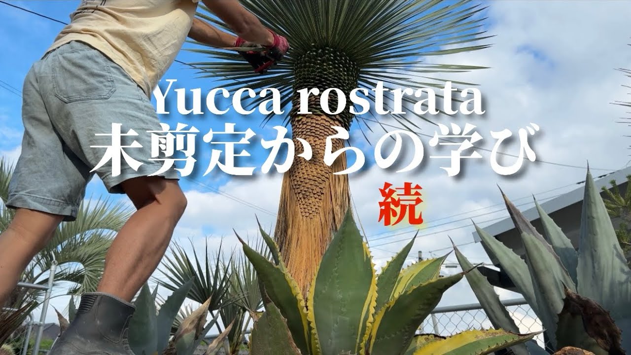 Yucca rostrata] Attempting to grow it thicker revealed important