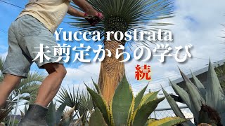 Yucca rostrata] Attempting to grow it thicker revealed important