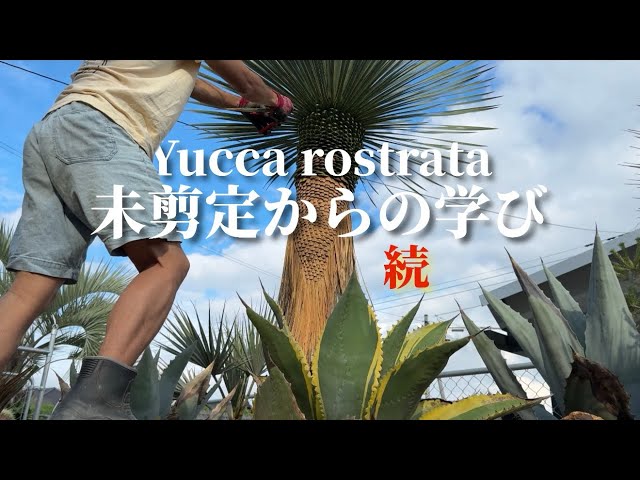 ロストラータ　一個しかないです！早いもの勝ちです！ Yucca rostrata] Attempting to grow it thicker revealed important