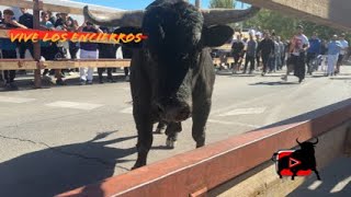 Un toro se vuelve en el encierro de Humanes de Madrid 23-09-25