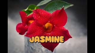 Relaxing Music for stress relief@Soft Music@BRAZILIAN JASMINE@Music From@YouTube Thankstopixaby screenshot 5