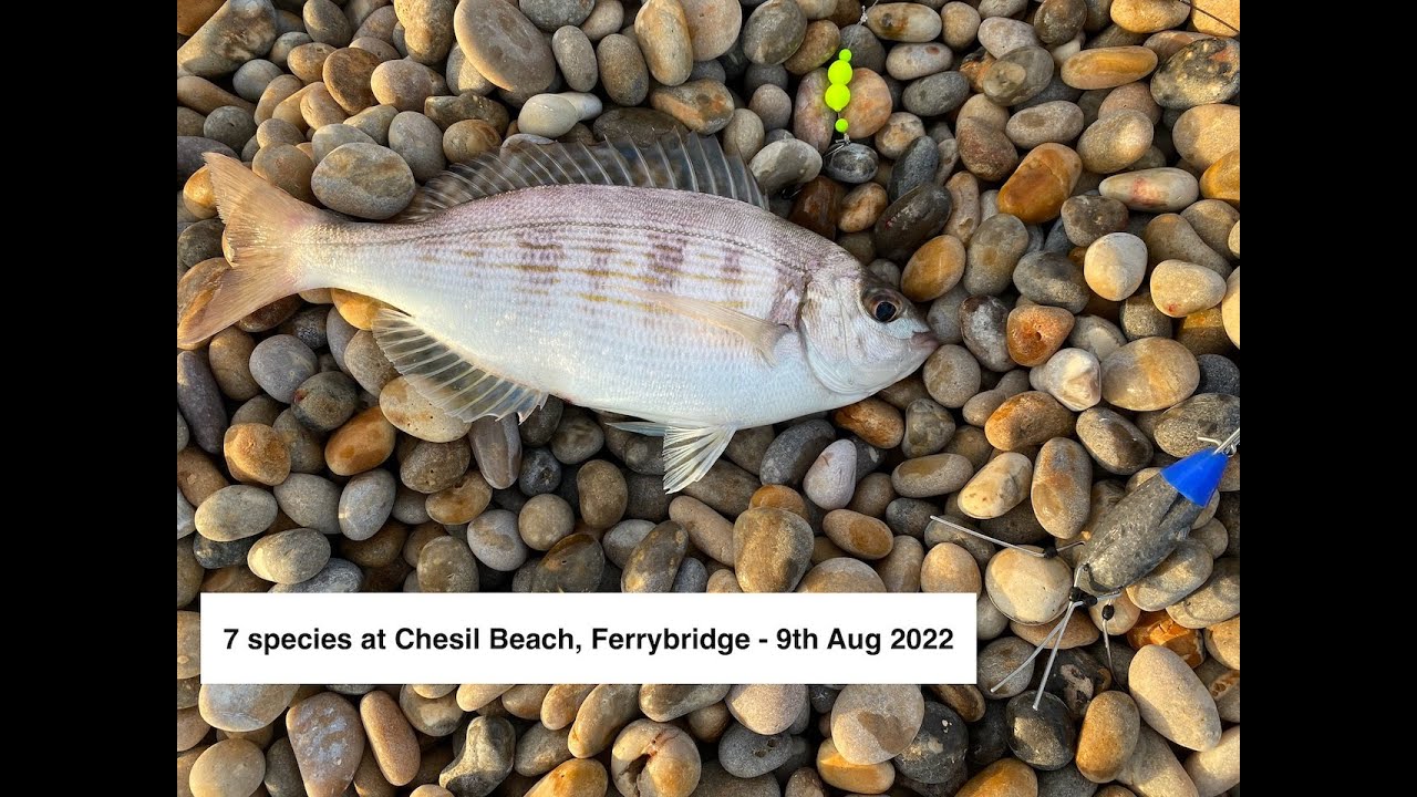 Fishing A.T Chesil Beach, Ferrybridge 9th August 2022 , 7 species