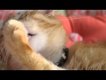 5 Minutes of a Cat Licking His Paws