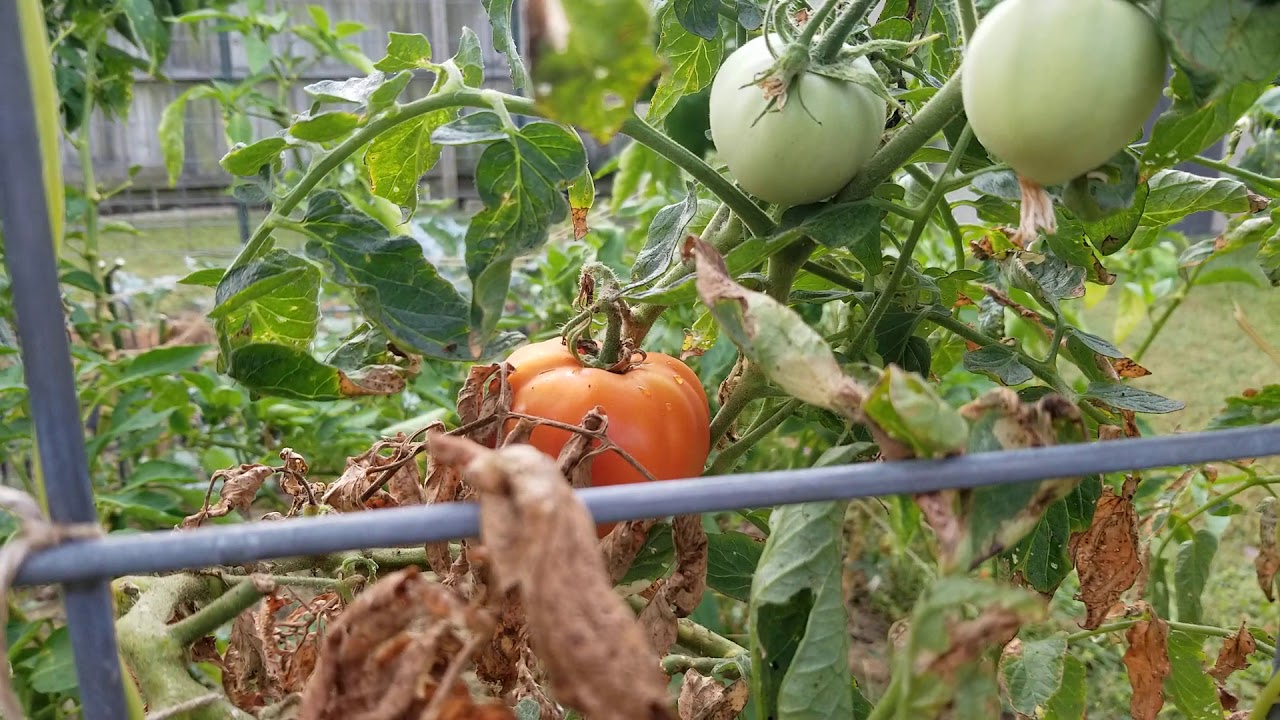 10-07-19 Harvesting My Tomatoes
