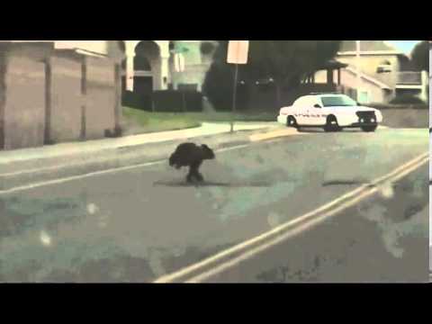 Bear cub leads police on wild chase - YouTube