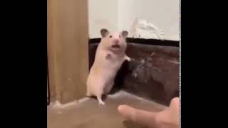 Celebrity Screaming Hamster (no human screams) Profile