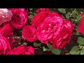 Розы с Органик Микс