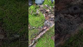 German WW2 MG42 spare barrel found in the Berlin woods. #youtubeshorts #ww2 #metaldetecting #shorts