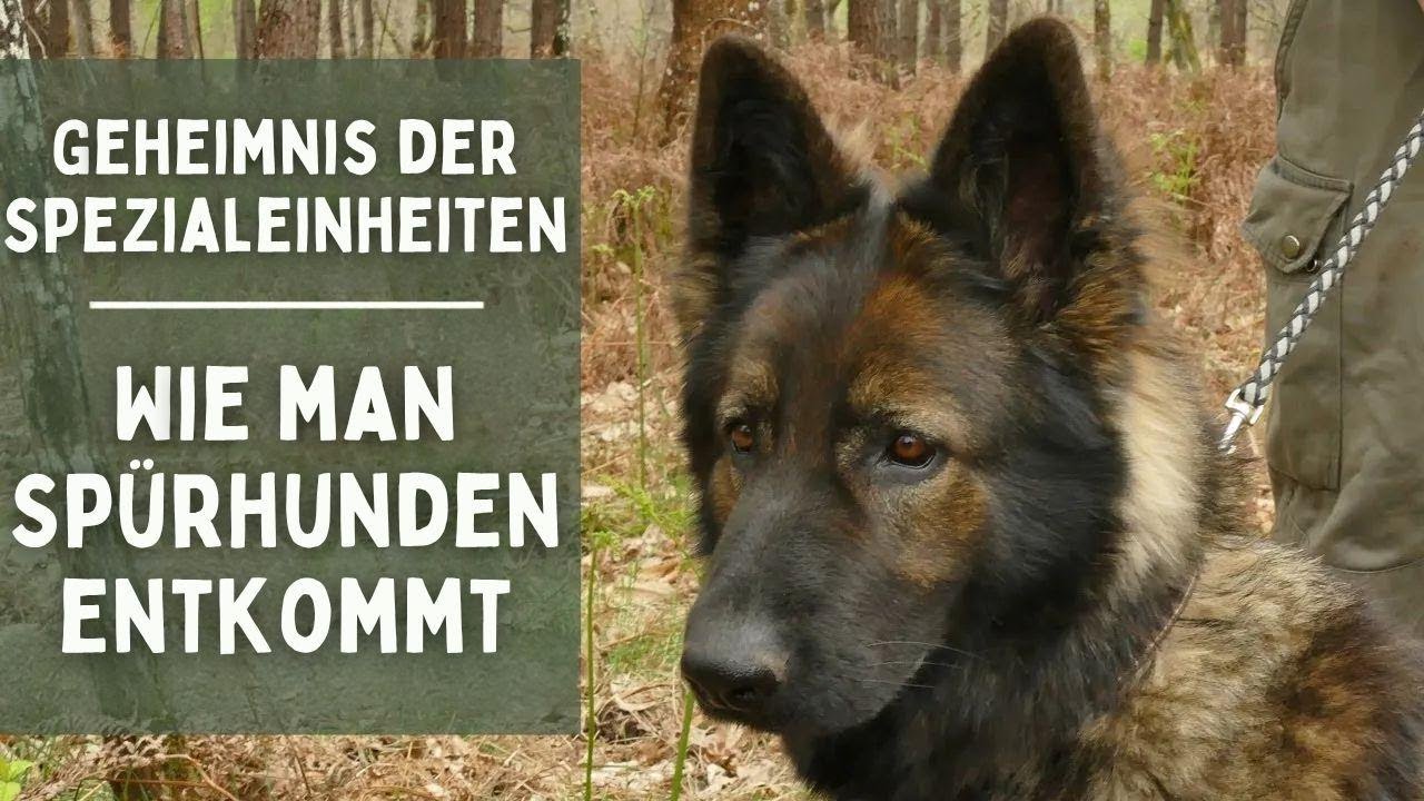 Geheimnisse der Spezialkräfte: Wie du Spürhunden entkommst!