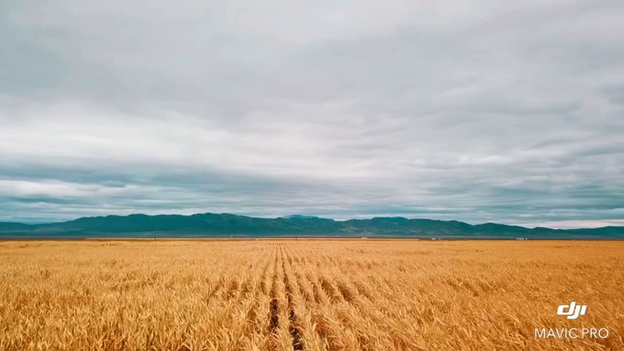 Earlage Winnemucca Farms 2021 YouTube