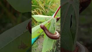 milipede is playing on leaf #millipede #milipedes #giantmilipede