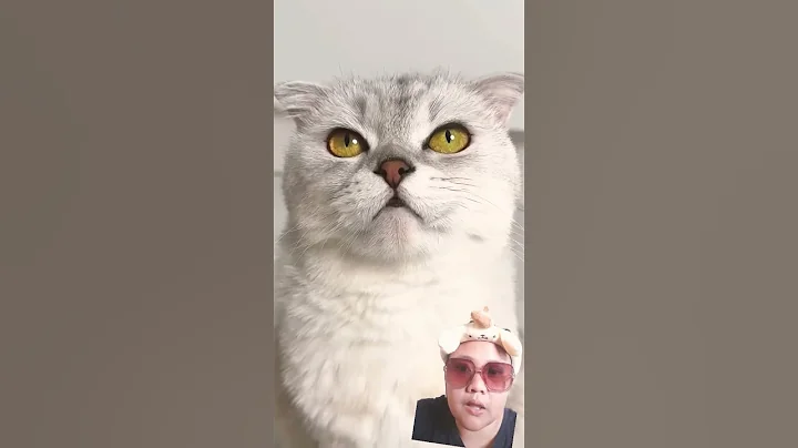 Watch the video about Feed the cat #cat #funny #funnycats #comedy #pets #stitchtricks #diynstitch #food #cute