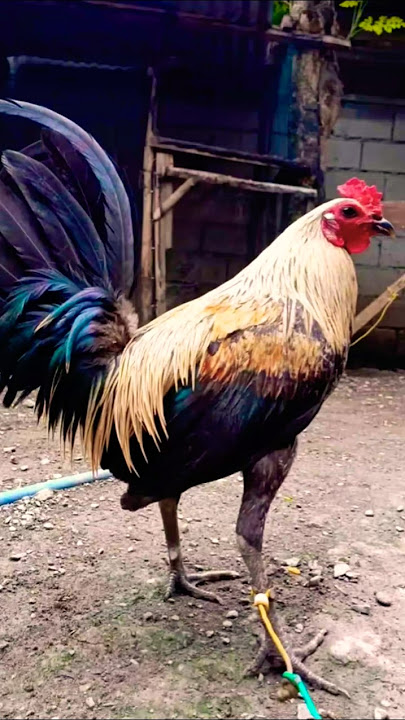 peacomp hiraw hatch #chicken #rooster #ayam