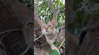 cat love❤️#cat#catcare#prettycat