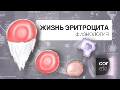 Жизненный цикл эритроцитов.