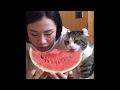 ♥Viral Cute and Funny Cats Videos Compilation 2018♥ #10 Animals Channel