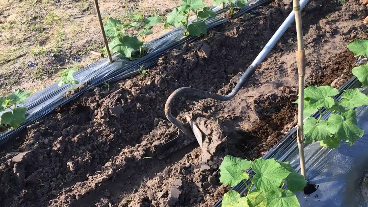 Growing Cucumbers At Backyard With Hand Duc's Plow YouTube