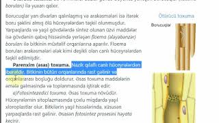 6- cı sinif. Bitkilərdə və heyvanlarda toxumalar.Biologiya dərsləri