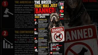 The Dog Just Banned in 6 Countries — 2026 Update #viraldogs #pitbull #guarddog #xlbully #viral #fyp