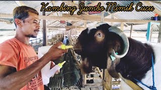 Review kambing boer F4 seharga 20 jt di KingMas Farm Magetan