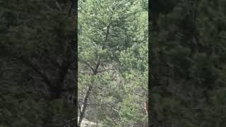 Macoustic Kicker Emre Garaj