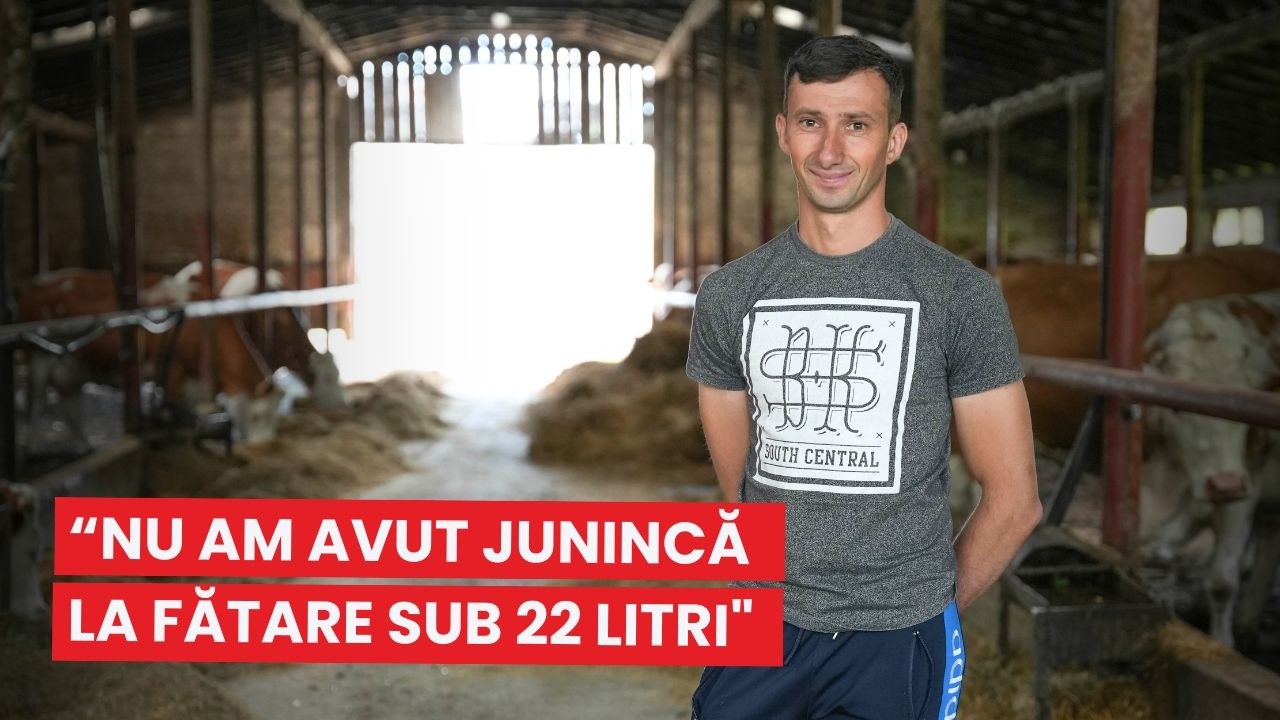 Ferma Uț: de la 2 la 80 de vaci și o producție de 22 litri/zi