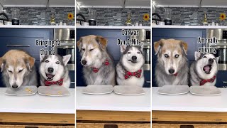 Dogs Try Different Foods