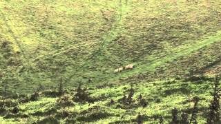 Sheepdog Trial Challenge, Hawke Hill