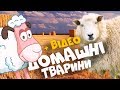 ДОМАШНІ ТВАРИНИ з відео та звуками тварин! Розвиваючі мультики для дітей українською мовою