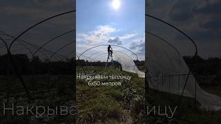 Накрываем теплицу над клубникой