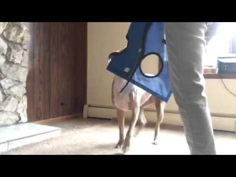 Nail Trimming Difficult Dogs, Pit bull wears grooming sling Nail Clip  Preparation - YouTube