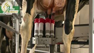 Доильные роботы LELY Astronaut A4: какие преимущества для коров?