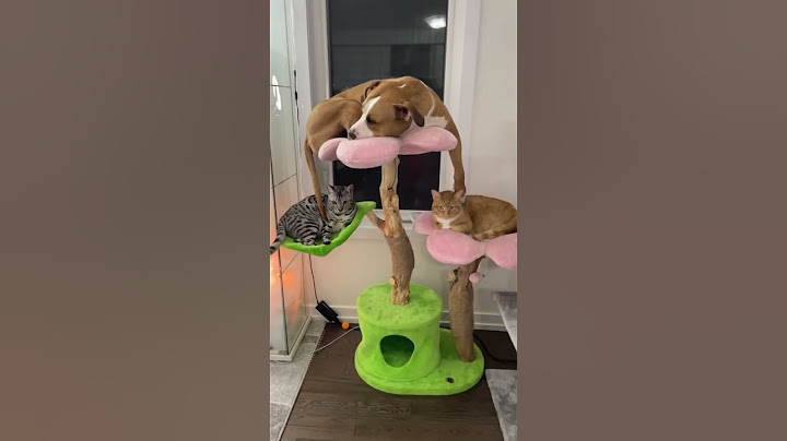 My dog eats cat poop and starts acting different 🤣 #shorts #shorts30