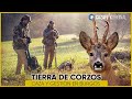 ✅ TIERRA DE CORZOS 2023 #2 | Burgos CAZA Y GESTIÓN DEL CORZO