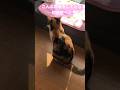 【猫がこんな呼吸してたら危険】即病院へ！！【肥大型心筋症】【心不全】#shorts #cat #猫