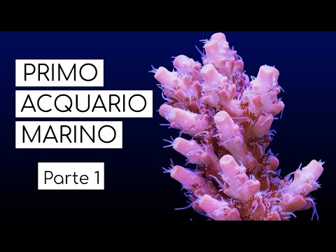 Video: Scegliere L'attrezzatura Per Creare Una Corrente In Un Acquario Di Barriera