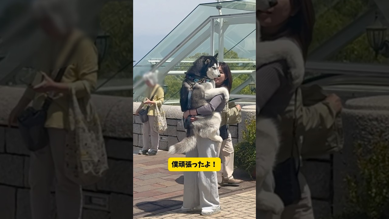 ノミの心臓を持つハスキーが苦手な事にチャレンジするとこうなる…