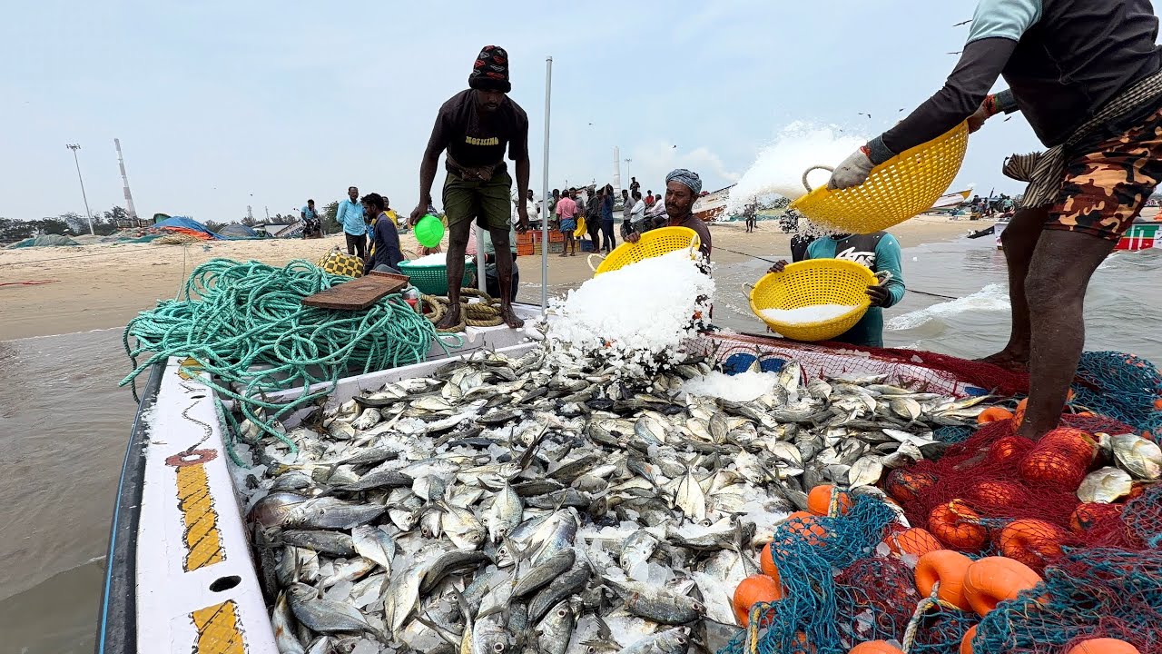 ரெம்ப நாள் கழிச்சு எனக்கு அடிச்ச jakpat மீன்கள் I've had a great day, and the jackpot fish have hit 