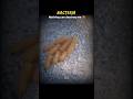 Bacteria:-QuickInformation #viralvideo #trendingreels #science #scienceofinfinity #bacteria #reels