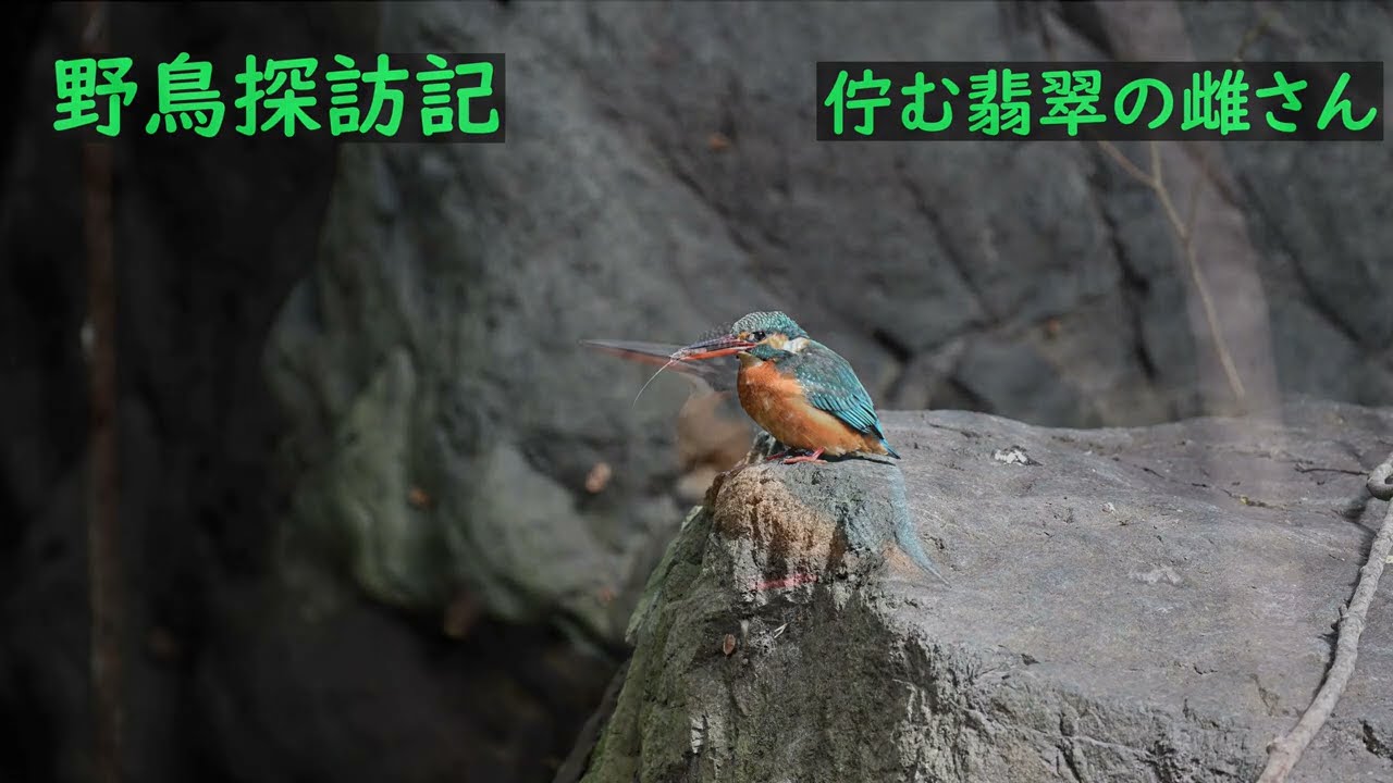 野鳥探訪記 佇む「翡翠(かわせみ)」の雌2024 02 - YouTube